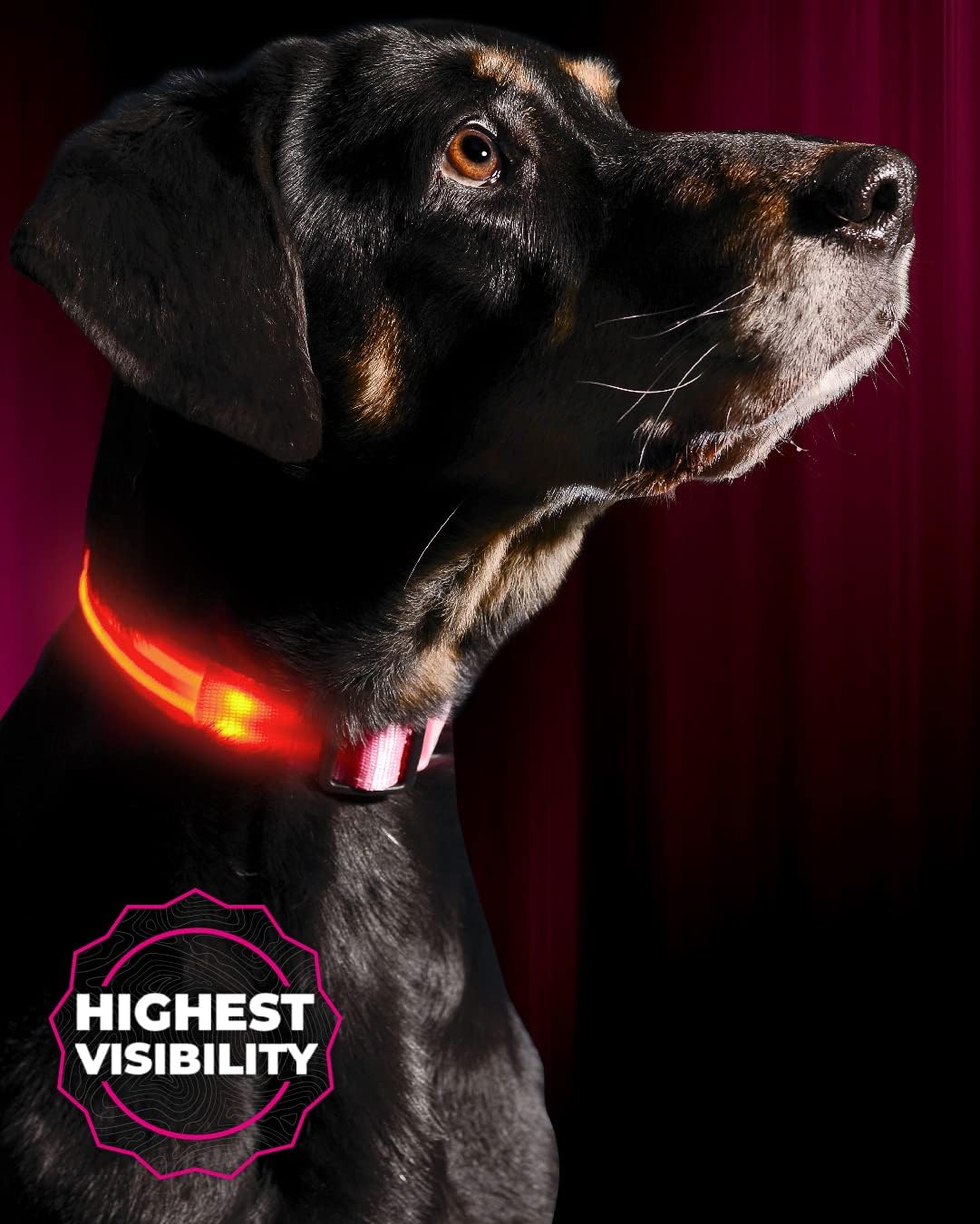 LED Dog Collar