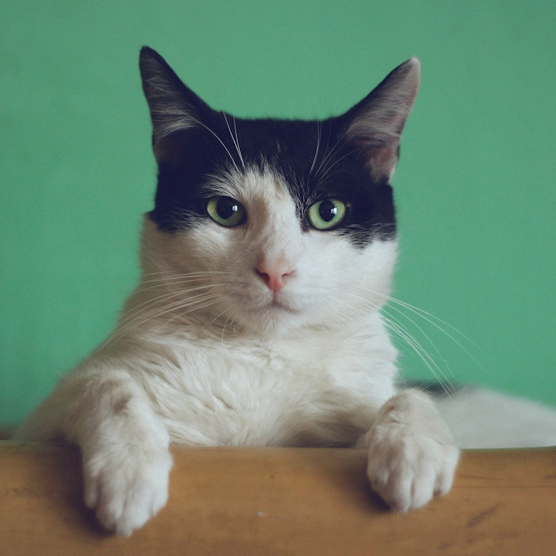 Cat Scratching Post