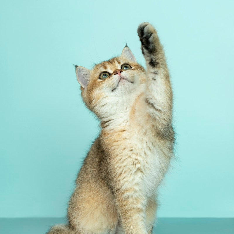 Cat Lick Mat